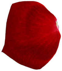 Petalo rose rosse stabilizzate Amoroses